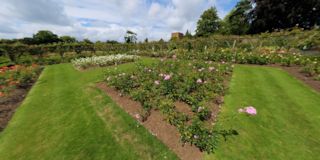 Polesden Lacey Rose Gardens